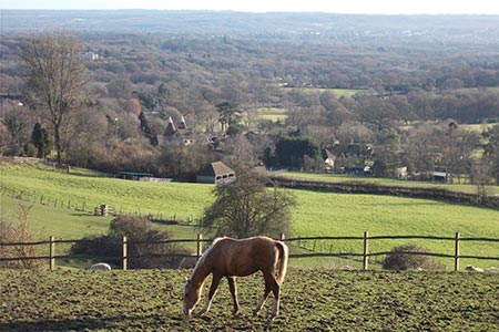 Grazing horse off the Greensand Way, a view looking south.