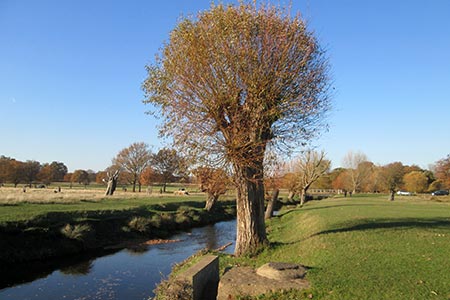 Beverley Brook near to Roehampton Gate, Richmond Park
