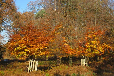 Autumn colours, Richmond Park.