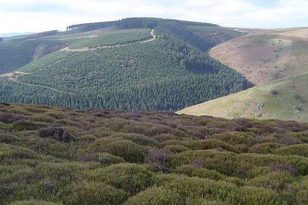 Woods across the valley from Packet Stone, Long Mynd 
