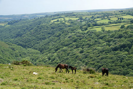 Dartmoor ponies above the Dart Valley
