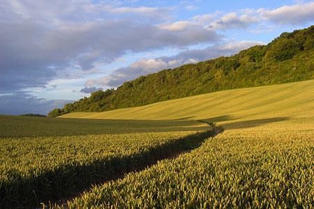 Wheat fields in the Unhill Bottom dry valley, Berkshire
