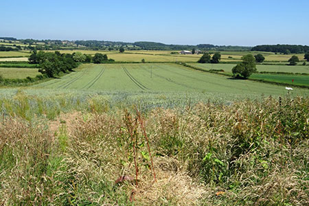 View north from Ambion Hill, Bosworth Battlefield, Leicestershire