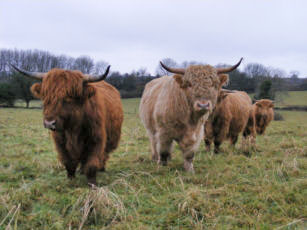 Highland Cattle far from home in Somerset
