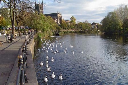 A bank of swans along the banks of the Severn