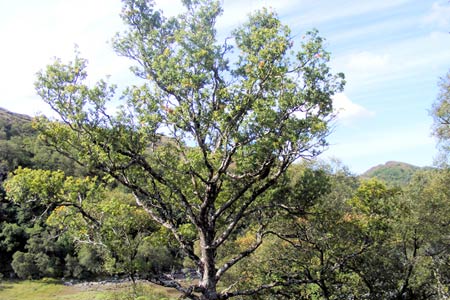 Sessile oak in the woods near Port a'Bhata