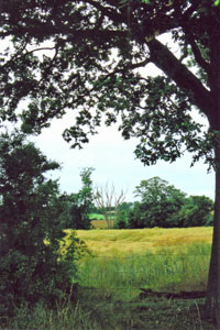 Fields near Letchmore Heath