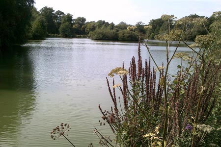 Decoy Pond where Sussex Border Path & High Weald Landscape Trail meet
