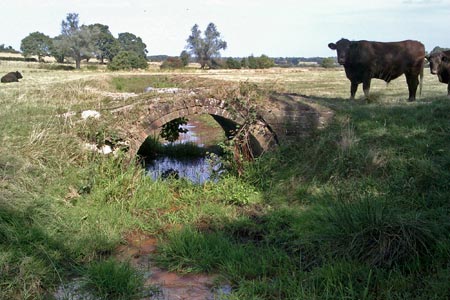 Cows in field, High Weald Landscape Trail