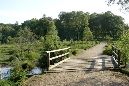 Footbridge at Woodfidley Passage, New Forest