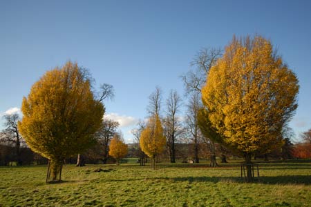 Autumn colour, Chatsworth Estate