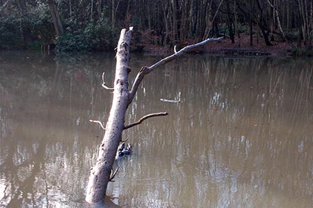Tree in a pond at Forty Park, London Outer Orbital Path, Enfield
