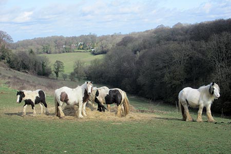 Horse near to Kangles Wood.