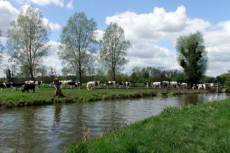 Cows near River Stour near Dedham, Essex