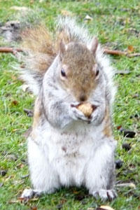 Squirrel in St.James Park