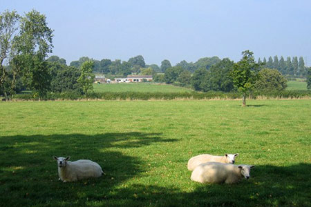 Sheltering sheep near Meer End