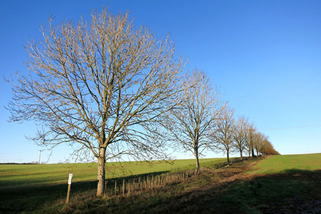 Line of trees above East Shefford
