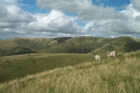 Photo from the walk - The Calf from Sedbergh