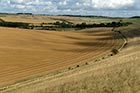 Photo from the walk - West Berkshire downs from East Garston