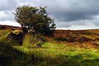 Photo from the walk - Hurston, Lettaford & Two Moors Way