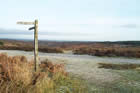Photo from the walk - The Cannock Chase War Trail