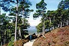 Photo from the walk - Abernethy Forest, Cairngorms