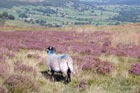 Photo from the walk - Glaisdale Moor circular
